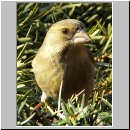 Carduelis chloris - Gruenfink w07.jpg